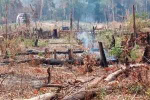 Khởi tố 3 đối tượng hủy hoại rừng 