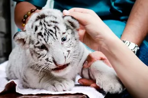 Chùm ảnh: Du khách hào hứng chụp ảnh cùng hổ trắng con quý hiếm