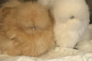 Giống gà lạ như 'cục bông di động' giá chục triệu một con