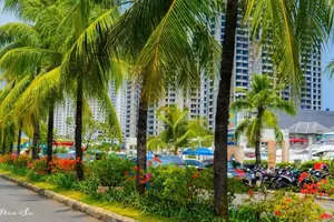 Không nên trồng dừa ở TP.HCM ?