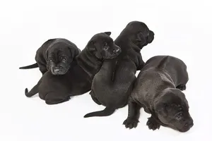 Chó Phú Quốc siêu hiếm bán ở Châu Âu giá... 340 triệu đồng/con