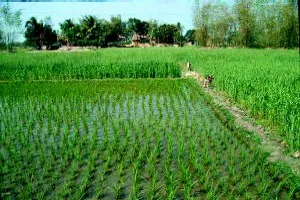 Chém người vì bị… lấy nước trong ruộng