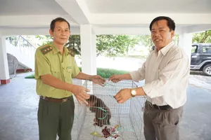 Người dân bỏ tiền triệu mua khỉ để thả về thiên nhiên