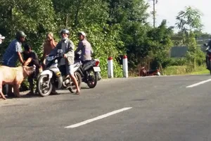 Xe tải chạy rớt… năm con heo tạ xuống đường mà không hay biết