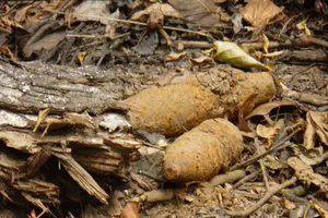 Đào giun, hai người chết thảm vì đầu đạn phát nổ