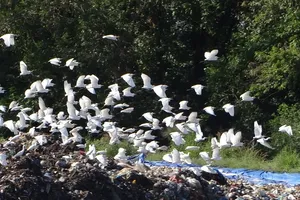 Chùm ảnh: Cò lũ lượt kéo về … bãi rác