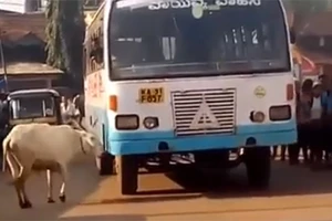 Kỳ lạ: Bò mẹ bốn năm ròng rã chặn đường xe buýt trả thù cho con