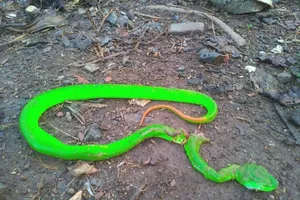 Rắn lục đuôi đỏ tấn công rẫy cà phê