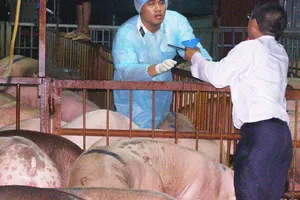 Buộc cam kết không sử dụng chất cấm trong chăn nuôi