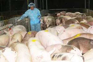 Sẽ tiêu hủy heo nhiễm chất cấm