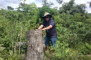 Bắt phó giám đốc và nhân viên bảo vệ rừng thuê… lâm tặc phá rừng