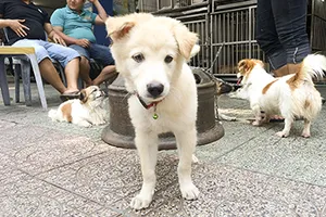 Tiếng kêu thảm của chú chó Tony!