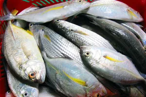 Quảng Ngãi chỉ đạo về xác nhận hải sản an toàn cho ngư dân