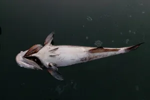 Cá nuôi lồng bè chết hàng ngàn con tại biển Kê Gà