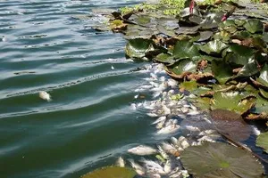 Quảng Nam: Cá chết nổi đầy hồ Nguyễn Du