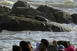 Hải cẩu xám bất ngờ xuất hiện ở biển Bình Thuận