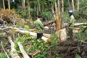 ‘Lâm tặc’ táo tợn trang bị hung khí, ngang nhiên chặt phá rừng