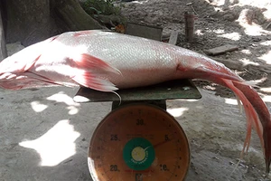 Bắt được cá sủ vàng giá bạc tỉ trên sông Hậu