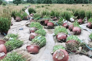 Người dân miền Trung ngồi khóc vì rau, màu xơ xác 