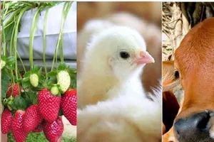 Mua bảo hiểm nông nghiệp được hỗ trợ đến 90% phí?