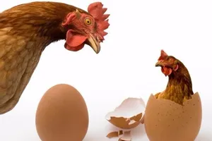 Gặp gà trộm gà, gặp trứng hốt trứng