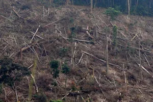 Đưa những kẻ phá rừng phòng hộ Phú Yên ra tòa