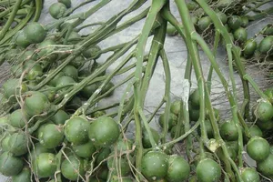 Bi hài chuyện 2 thanh niên đi tù vì ‘mua’… 6 buồng cau 