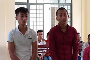 Chôm hàng chục chậu mai cảnh, rồi sơn lại đem bán