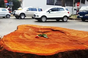 Ai là người đặt hoa hồng ở mỗi gốc cây bị chặt?