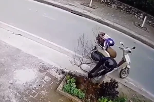 Cư dân mạng tìm người trộm cây đào giữa ban ngày