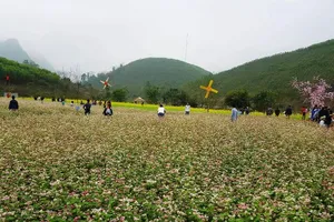 Hết tết, thung lũng hoa tam giác mạch vẫn đông khách
