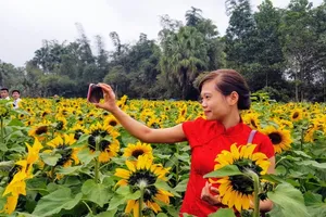 Người dân đổ xô đi chụp ảnh với hoa hướng dương