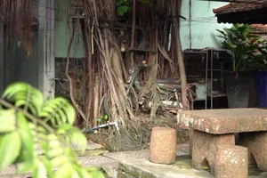 1 cây cổ thụ quấn chặt xe máy hàng chục năm 