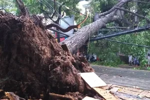 Sau cơn lốc, nhiều cây xanh ở Cần Thơ bị đổ ngã