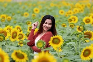 Lễ 30-4 thăm vườn hoa hướng dương gây sốt ở TP.HCM