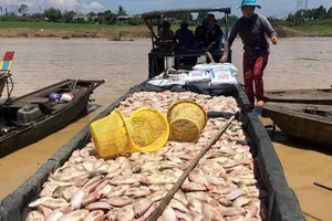 Cá sông La Ngà chết, Sawaco nói gì về nguồn nước cho TP.HCM? 