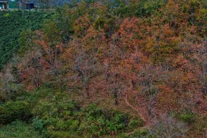 Ngất ngây với mùa lá đỏ ở Đà Lạt