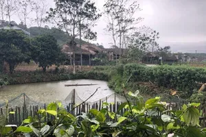 Thái Nguyên: Mùng 1 tết có mưa rào