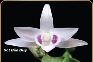 Cận cảnh những giống lan đột biến trị giá hàng chục tỉ đồng