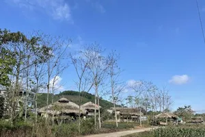 Mê mẩn sắc xuân ở Thái Nguyên