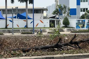 Hàng loạt cây xanh ở nút giao An Phú, TP Thủ Đức được di chuyển đi nơi khác