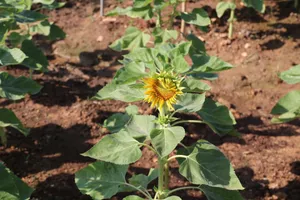 Những đóa hoa hướng dương đầu tiên ở công viên sông Sài Gòn đã khoe sắc