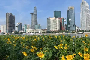 Vườn hoa hướng dương mới tại công viên bờ sông Sài Gòn khoe sắc