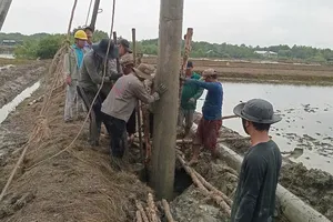 Nhiều hộ dân xã đảo Thạnh An, Cần Giờ vui mừng được hòa lưới điện quốc gia