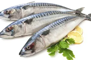 Giữ không đủ lạnh, cá biển có thể bị nhiễm độc