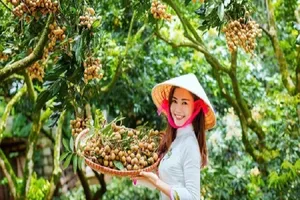 Nhãn xuất khẩu của Việt Nam phụ thuộc gần 100 % vào TQ