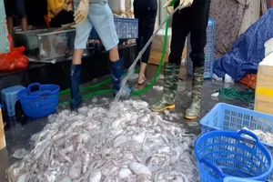 Nguy cơ ảnh hưởng đến sức khỏe từ bạch tuộc ngâm hóa chất