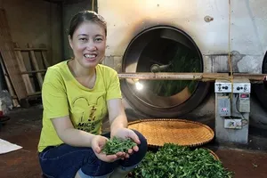 Kiếm bộn tiền từ loại trà đắt đỏ: 4 triệu đồng/kg