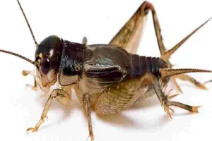 Ăn côn trùng lại rất tốt cho đường ruột? 