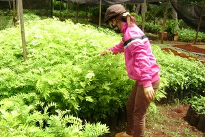 Lại 'chết đứng' vì đổ xô trồng cây sưa giống 'mắc hơn vàng'